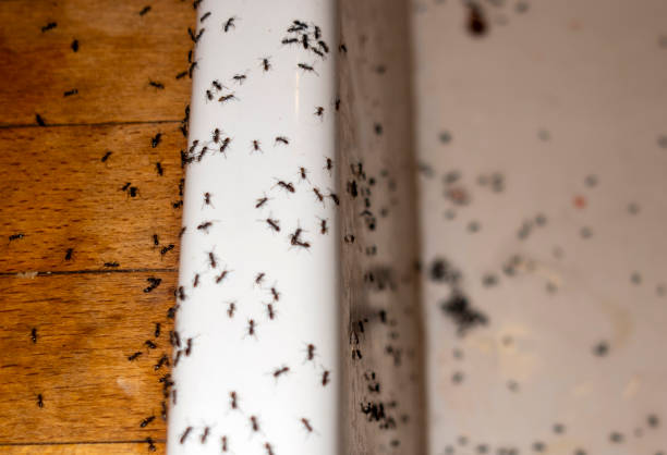 Best Wasp Removal Services  in Carrollton, GA